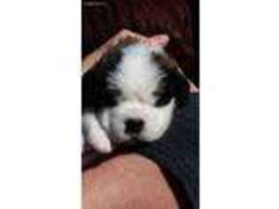 Saint Bernard Puppy for sale in Goleta, CA, USA