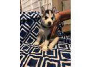 Siberian Husky Puppy for sale in Mission Viejo, CA, USA