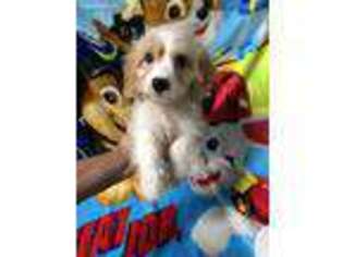 Cavachon Puppy for sale in Avon, IN, USA