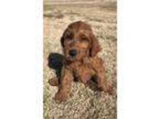 Labradoodle Puppy for sale in Wylie, TX, USA