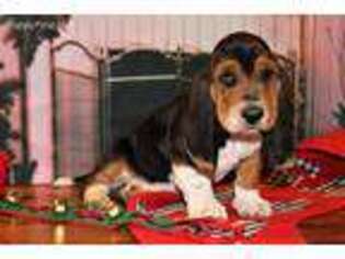 Basset Hound Puppy for sale in New London, IA, USA