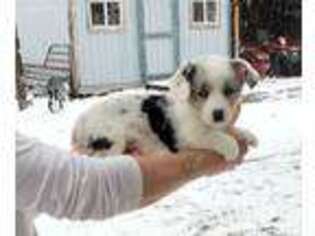 Cardigan Welsh Corgi Puppy for sale in Erda, UT, USA