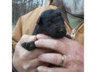 Labradoodle Puppy for sale in Loganton, PA, USA