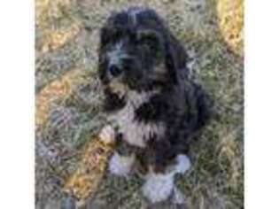 Mutt Puppy for sale in Moose Lake, MN, USA