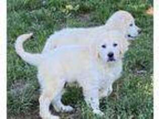 Golden Retriever Puppy for sale in Frederick, MD, USA