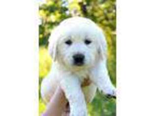 Golden Retriever Puppy for sale in Mechanicsville, VA, USA