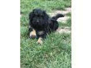 Mutt Puppy for sale in Alvord, IA, USA