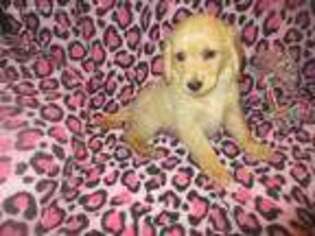 Goldendoodle Puppy for sale in Monon, IN, USA