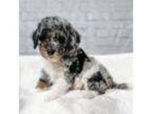 Mutt Puppy for sale in Los Angeles, CA, USA