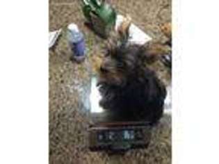 Yorkshire Terrier Puppy for sale in Dallas, TX, USA