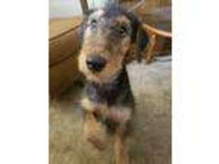 Airedale Terrier Puppy for sale in New Port Richey, FL, USA