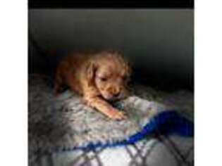 Cavapoo Puppy for sale in Downing, MO, USA