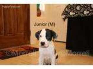 Great Dane Puppy for sale in Phoenix, AZ, USA
