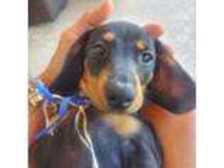 Dachshund Puppy for sale in Jupiter, FL, USA