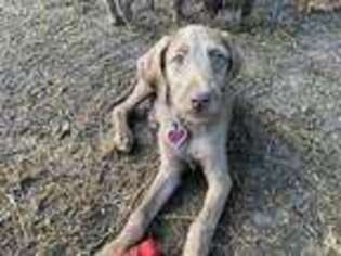 Mutt Puppy for sale in Ripley, MS, USA
