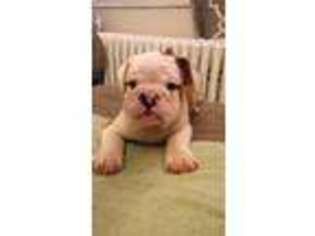 Bulldog Puppy for sale in Arlington, VA, USA