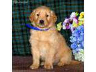 Golden Retriever Puppy for sale in Coatesville, PA, USA