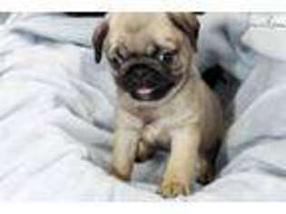 Pug Puppy for sale in Cincinnati, OH, USA