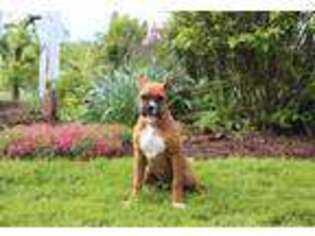 Boxer Puppy for sale in Baltic, OH, USA