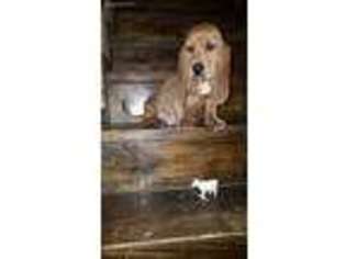 Basset Hound Puppy for sale in Ashland, OH, USA