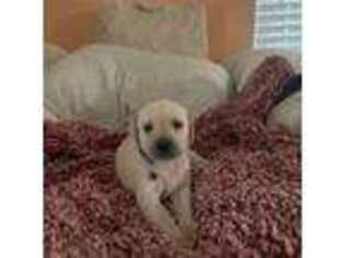 Labrador Retriever Puppy for sale in Stanfield, OR, USA