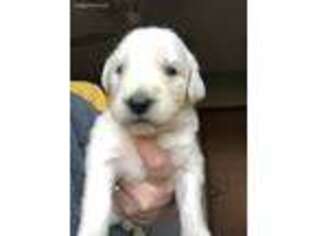 Golden Retriever Puppy for sale in Lake City, PA, USA