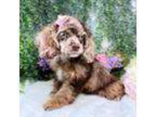 Cocker Spaniel Puppy for sale in Mccomb, MS, USA