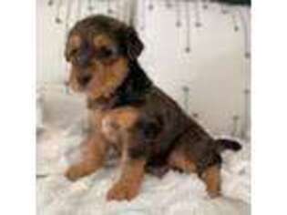 Airedale Terrier Puppy for sale in Bolivar, OH, USA