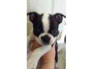 Boston Terrier Puppy for sale in Wittenberg, WI, USA