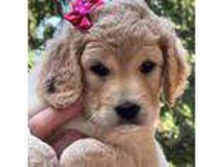 Goldendoodle Puppy for sale in Gig Harbor, WA, USA