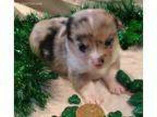 Pembroke Welsh Corgi Puppy for sale in Flemington, MO, USA