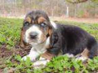 Basset Hound Puppy for sale in Loganville, GA, USA