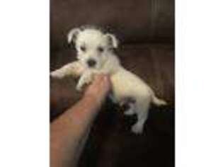 West Highland White Terrier Puppy for sale in Saint Hedwig, TX, USA