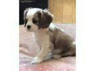 Cavalier King Charles Spaniel Puppy for sale in Otsego, MI, USA