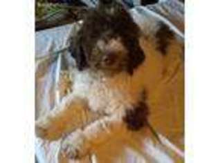 Labradoodle Puppy for sale in Hornell, NY, USA