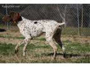 German Shorthaired Pointer Puppy for sale in Walnut Cove, NC, USA