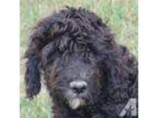 Labradoodle Puppy for sale in TEMECULA, CA, USA