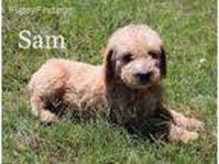 Labradoodle Puppy for sale in Marshall, AR, USA