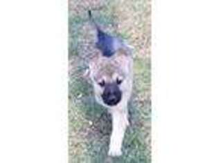 German Shepherd Dog Puppy for sale in Toledo, OH, USA