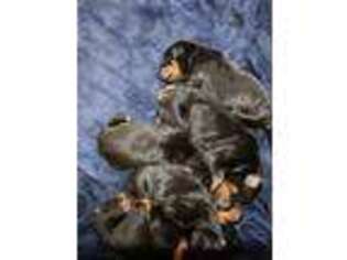 Doberman Pinscher Puppy for sale in Spanaway, WA, USA