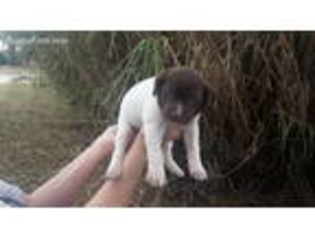 German Shorthaired Pointer Puppy for sale in Bridgeport, TX, USA