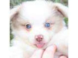 Miniature Australian Shepherd Puppy for sale in Chickasha, OK, USA