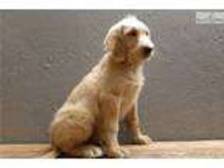 Mutt Puppy for sale in Wenatchee, WA, USA