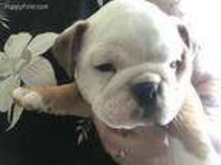 Bulldog Puppy for sale in Cheboygan, MI, USA