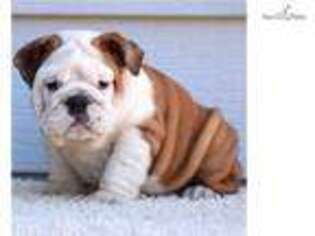 Bulldog Puppy for sale in Fort Worth, TX, USA