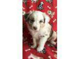 Australian Shepherd Puppy for sale in Caddo Mills, TX, USA