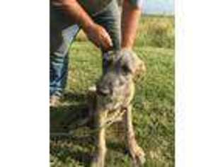 Irish Wolfhound Puppy for sale in Concordia, KS, USA