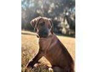 Rhodesian Ridgeback Puppy for sale in Landrum, SC, USA