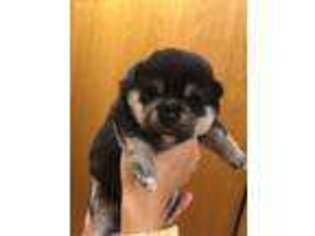 Shiba Inu Puppy for sale in Cedar Rapids, IA, USA