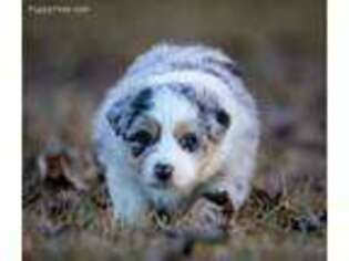 Australian Shepherd Puppy for sale in New Boston, TX, USA